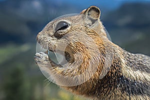 Chipmunk Eating Close Up Side Portrait photo